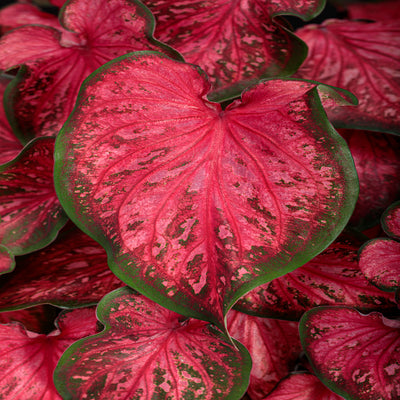 Proven Winners® Annual Plants|Caladium - Heart to Heart 'Scarlet Flame' 1