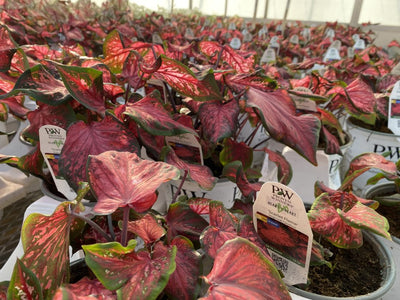 Heart to Heart® Christmas Caladium™ 'Scarlet Flame'