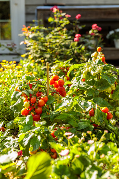 Tempting Tomatoes® 'Garden Gem' (Solanum)