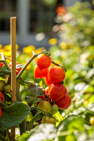 Tempting Tomatoes® 'Goodhearted' (Solanum)