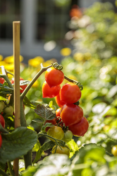 Proven Harvest® Tempting Tomatoes™ Seeds Collection