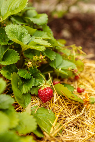 Berried Treasure® Red Strawberry (Fragaria)