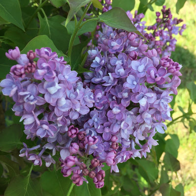 Proven Winners® Shrub Plants|Syringa - Scentara Double Blue Lilac 1