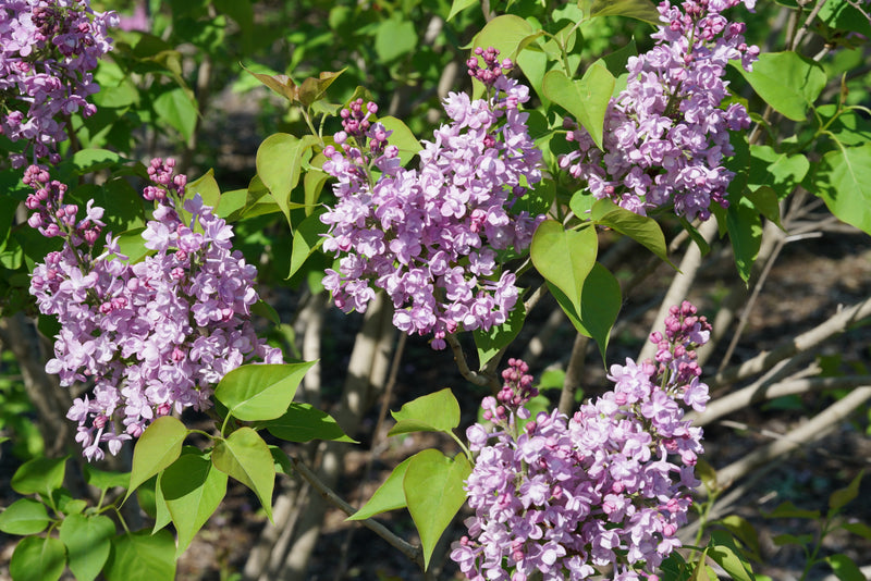 Proven Winners® Shrub Plants|Syringa - Scentara Double Blue Lilac 3