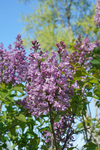 Proven Winners® Shrub Plants|Syringa - Scentara Double Blue Lilac 4