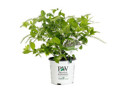 Proven Winners® Shrub Plants|Itea - Scentlandia Sweetspire 4