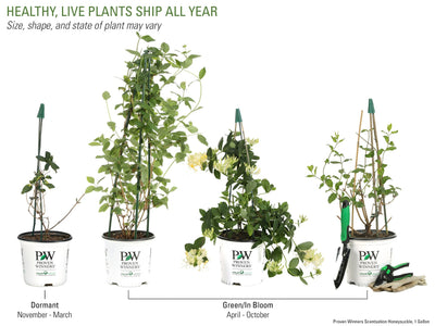 Proven Winners® Shrub Plants|Lonicera - Scentsation' Honeysuckle 6