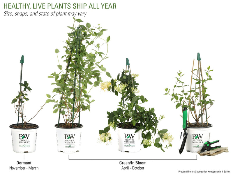 Proven Winners® Shrub Plants|Lonicera - Scentsation&