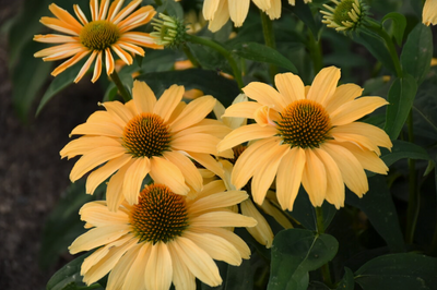 Color Coded® 'One in a Melon' Coneflower (Echinacea)