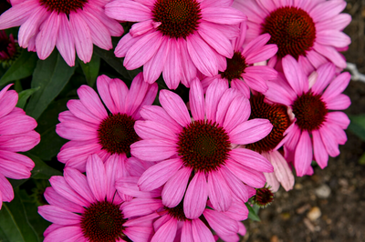 Color Coded® 'The Fuchsia is Bright' Coneflower (Echinacea)