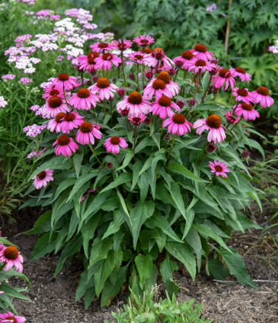 Color Coded® 'The Fuchsia is Bright' Coneflower (Echinacea) - New Proven Winners® Variety 2023