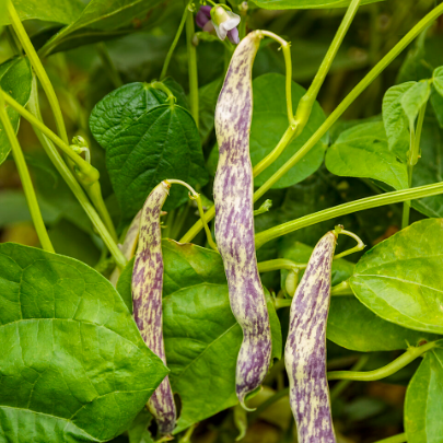 Dragon Tongue Bush Bean (Phaseolus vulgaris) - New Proven Winners® Variety 2023