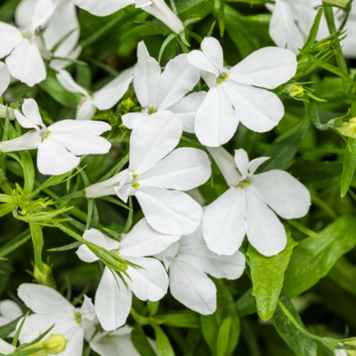 Laguna® Cloud White™ (Lobelia erinus)