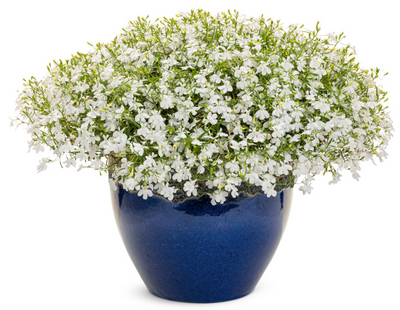 Laguna® Cloud White™ (Lobelia erinus)