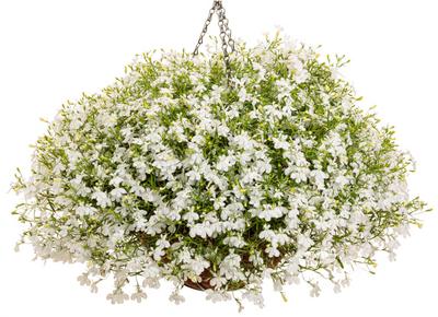 Laguna® Cloud White™ (Lobelia erinus)