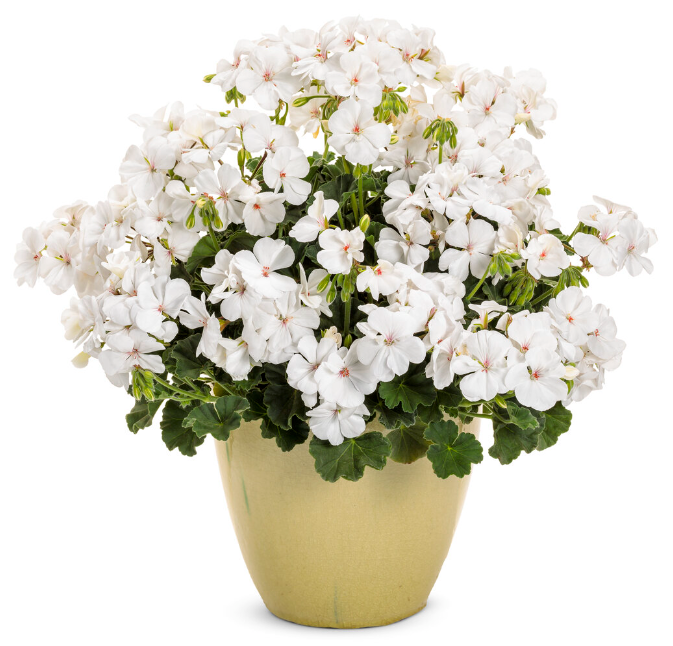 Boldly® White Geranium (Pelargonium Interspecific) - New Proven Winners® Variety 2024
