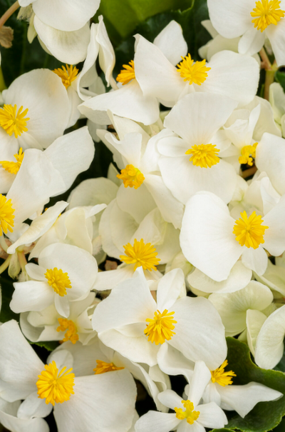 Surefire® White (Begonia benariensis) - New Proven Winners® Variety 2023