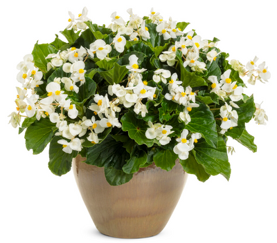 Surefire® White (Begonia benariensis) - New Proven Winners® Variety 2023