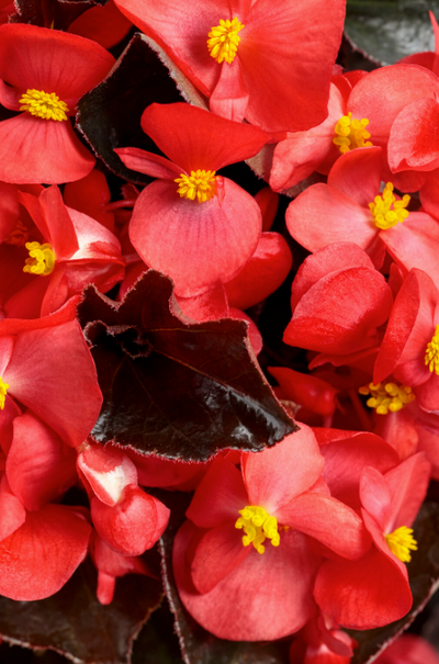 Surefire® Cherry Cordial™ (Begonia x hybrida)