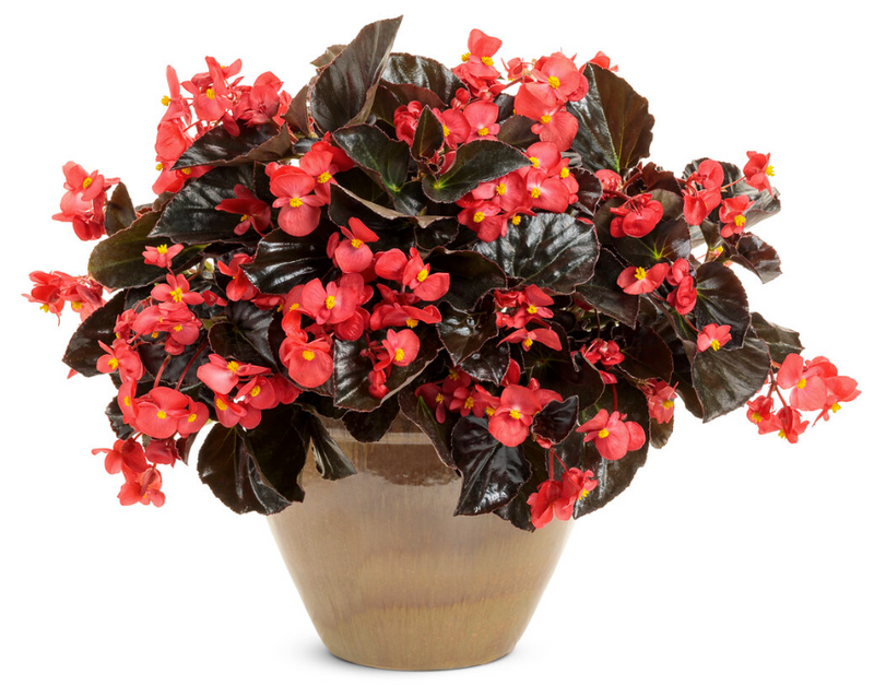 Surefire® Cherry Cordial™ (Begonia x hybrida) – Proven Winners Direct