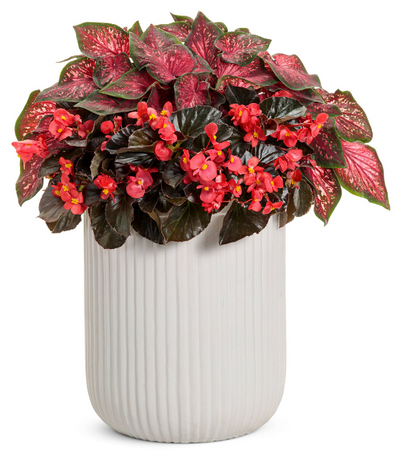 Surefire® Cherry Cordial™ (Begonia x hybrida) - New Proven Winners® Variety 2023