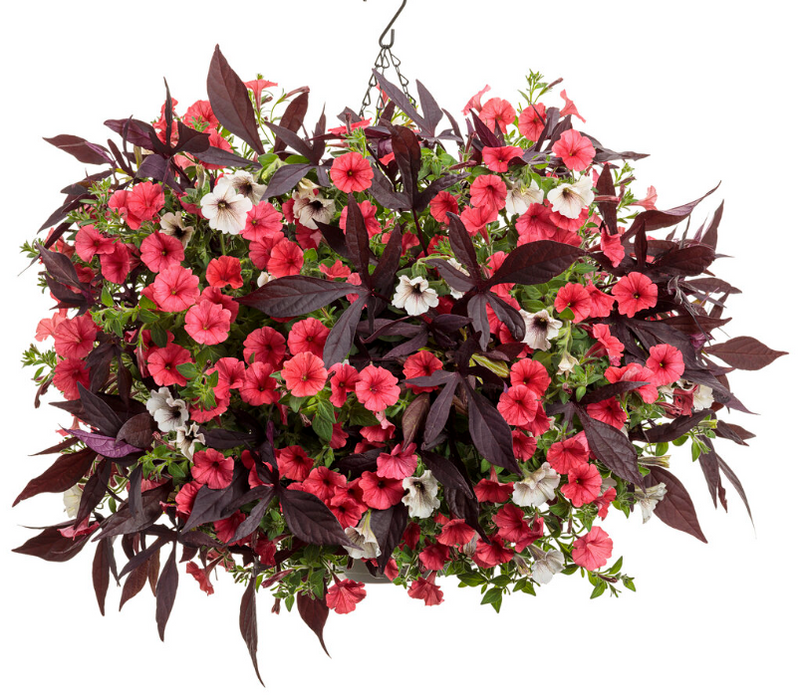 Supertunia Mini Vista® Scarlet (Petunia) - New Proven Winners® Variety 2023