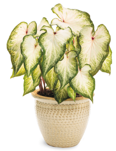 Heart to Heart® Christmas Caladium™ 'White Star'