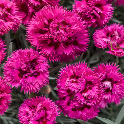 Fruit Punch® 'Spiked Punch' Pinks (Dianthus)