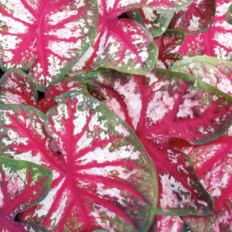 Heart to Heart® Christmas Caladium™ &