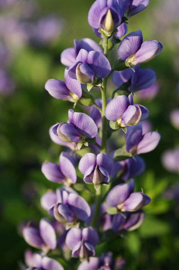 Decadence® 'Blueberry Sundae' False Indigo (Baptisia hybrid)