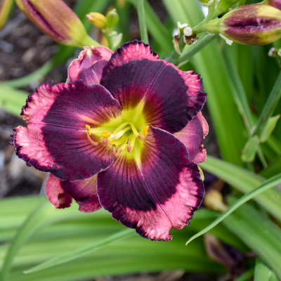 Rainbow Rhythm® 'Storm Shelter' Daylily (Hemerocallis hybrid)