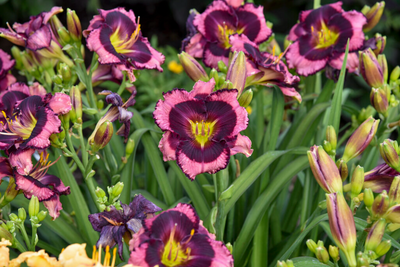 Rainbow Rhythm® 'Storm Shelter' Daylily (Hemerocallis hybrid)