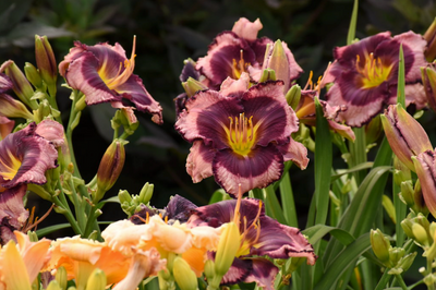 Rainbow Rhythm® 'Storm Shelter' Daylily (Hemerocallis hybrid)