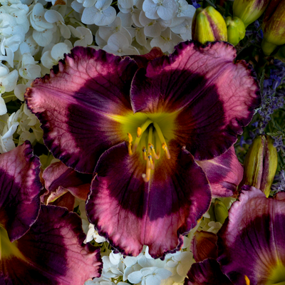 Rainbow Rhythm® 'Storm Shelter' Daylily (Hemerocallis hybrid)