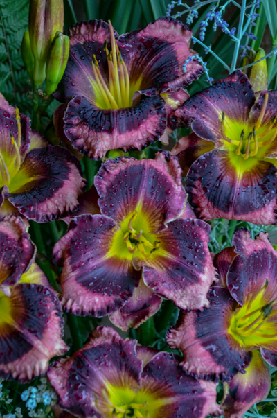 Rainbow Rhythm® 'Storm Shelter' Daylily (Hemerocallis hybrid)