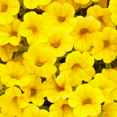 Superbells® Yellow (Calibrachoa hybrid)