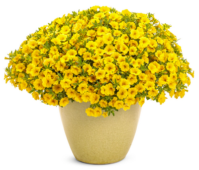 Superbells® Yellow (Calibrachoa hybrid)