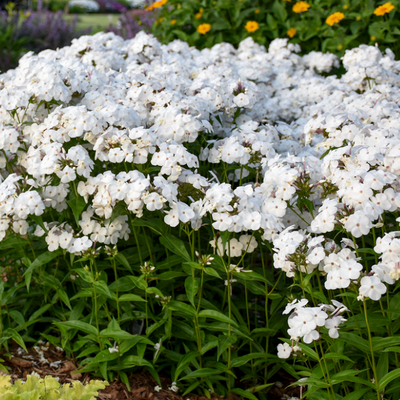 Phlox Hybrid 'Opening Act White'