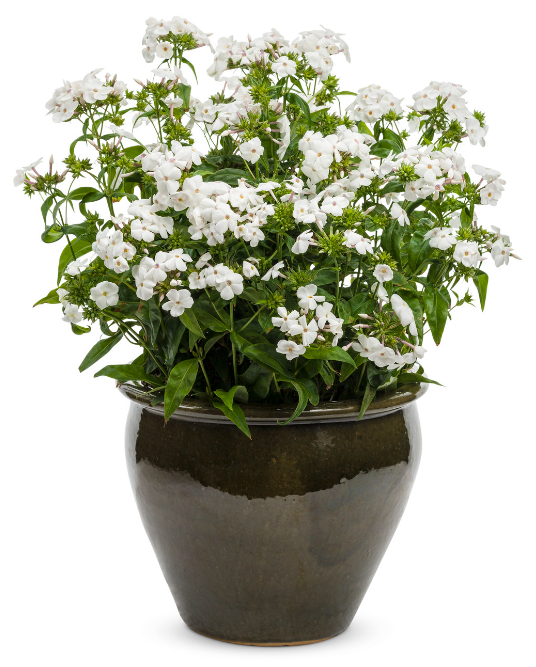 Phlox Hybrid &