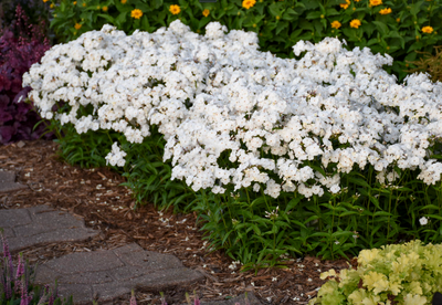 Phlox Hybrid 'Opening Act White'