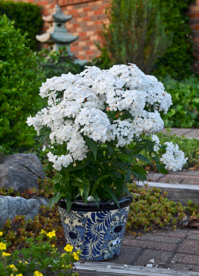 'Opening Act White' (Phlox hybrid)