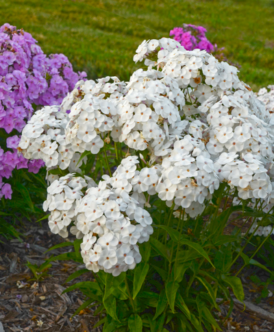 'Opening Act White' (Phlox hybrid)