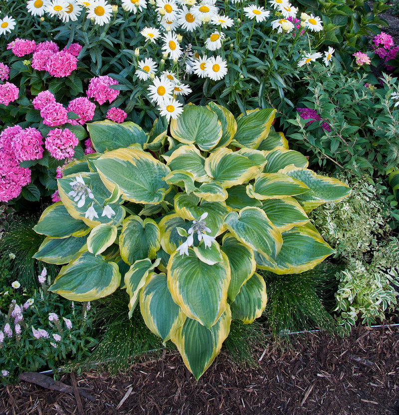 Proven Winners® Perennial Plants|Hosta - Shadowland Seducer 2