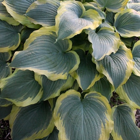 Proven Winners® Perennial Plants|Hosta - Shadowland Seducer 1