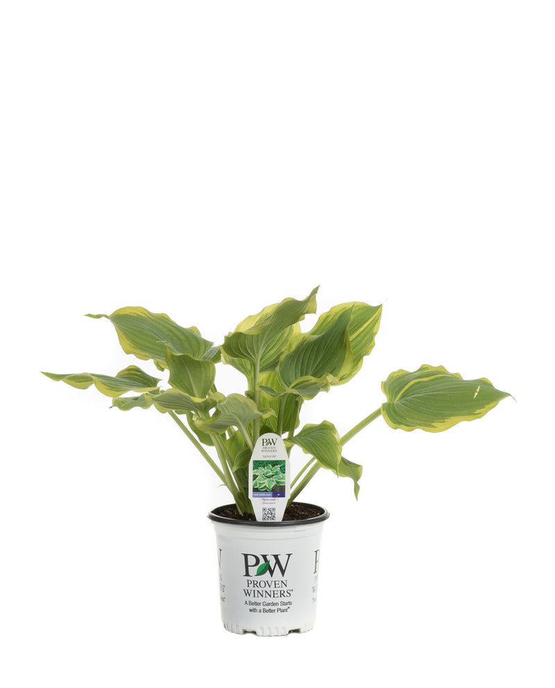 Proven Winners® Perennial Plants|Hosta - Shadowland Seducer 4
