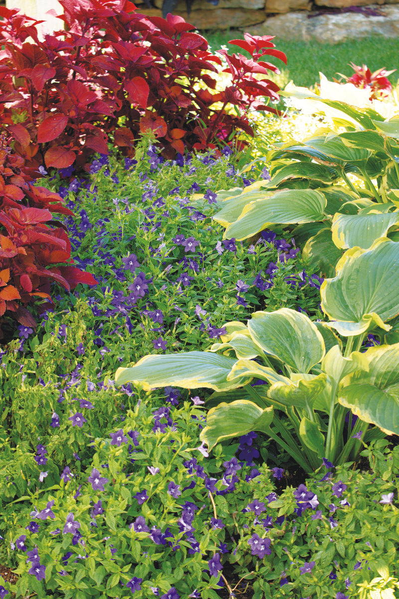 Proven Winners® Perennial Plants|Hosta - Shadowland Seducer 5