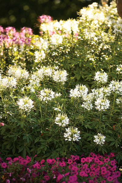Proven Winners® Annual Plants|Cleome - Señorita Blanca Spider Flower 2