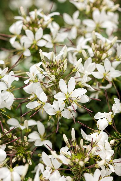 Proven Winners® Annual Plants|Cleome - Señorita Blanca Spider Flower 1