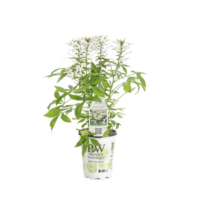 Proven Winners® Annual Plants|Cleome - Señorita Blanca Spider Flower 4
