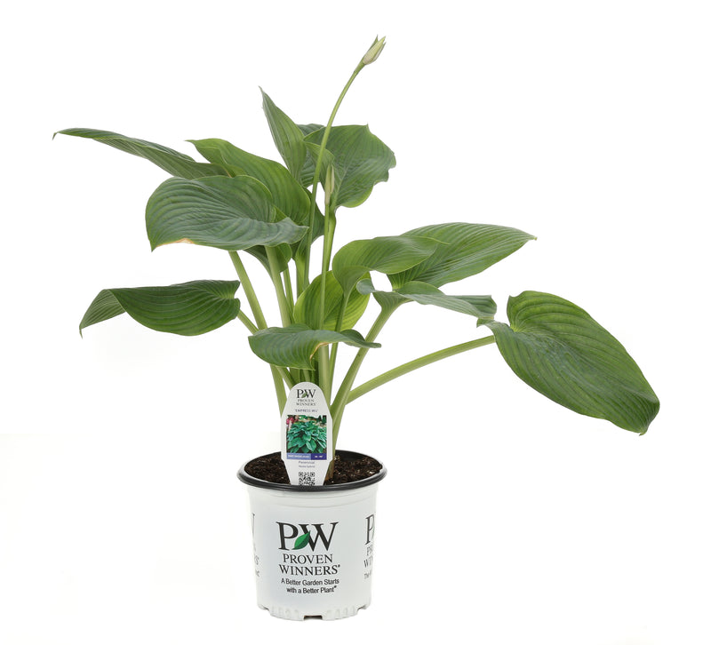 Proven Winners® Perennial Plants|Hosta - Shadowland Empress Wu 3